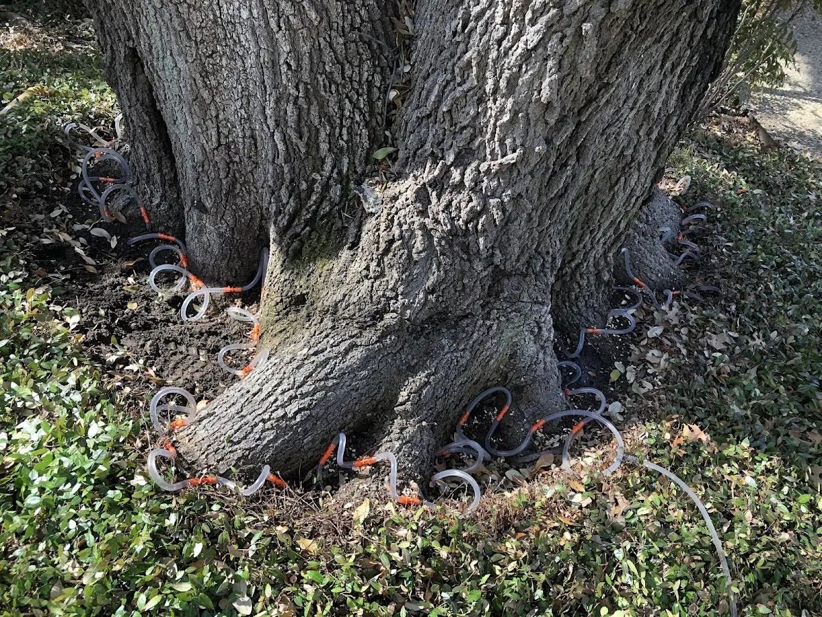 Detailed Tree Cabling and Bracing job site in Woodmere