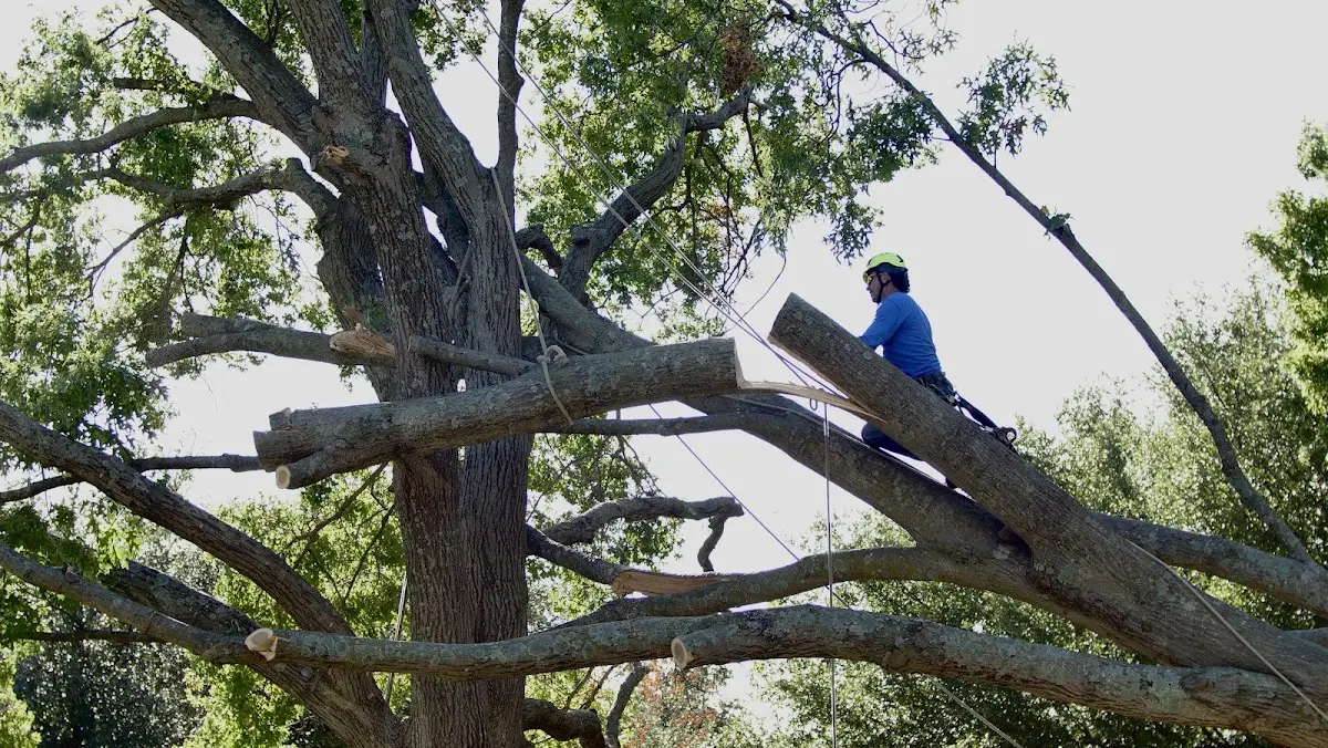 Professional Hazardous Tree Removal performed by certified arborists in Woodmere