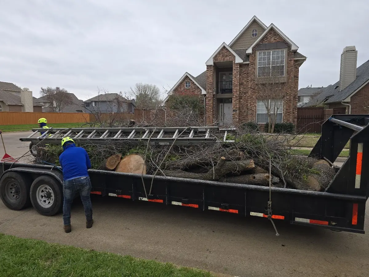 Expert Tree Pest Control with proper safety equipment in Woodmere